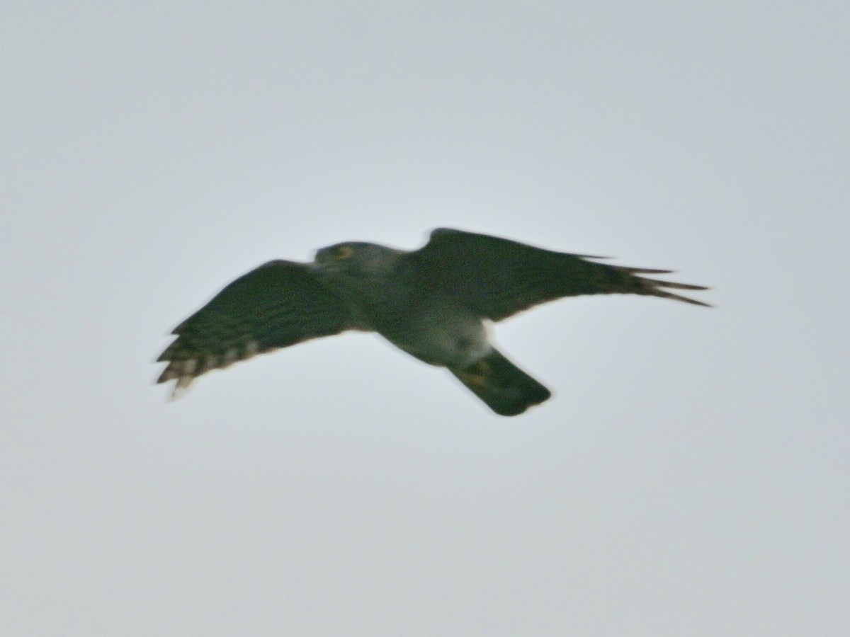 Шунгаач харцага - ML643568070