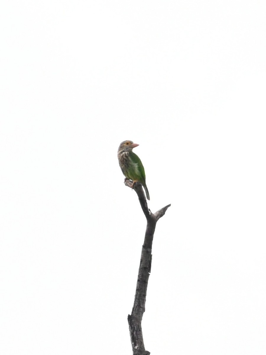 Lineated Barbet - ML643568074