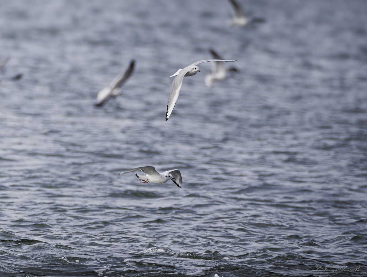 Bonaparte's Gull - ML643568083