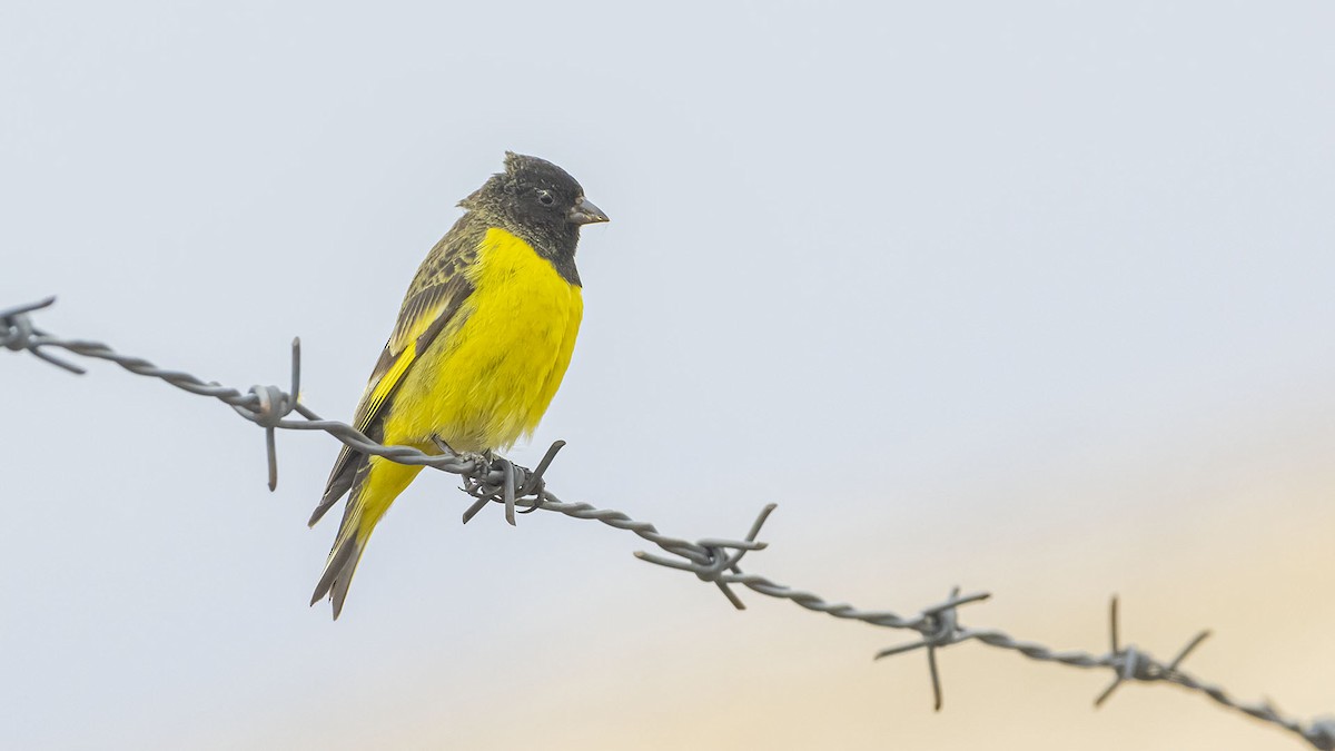 čížek západní - ML643568108