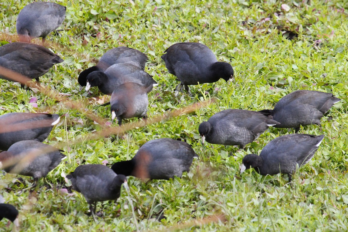 American Coot - ML643568110