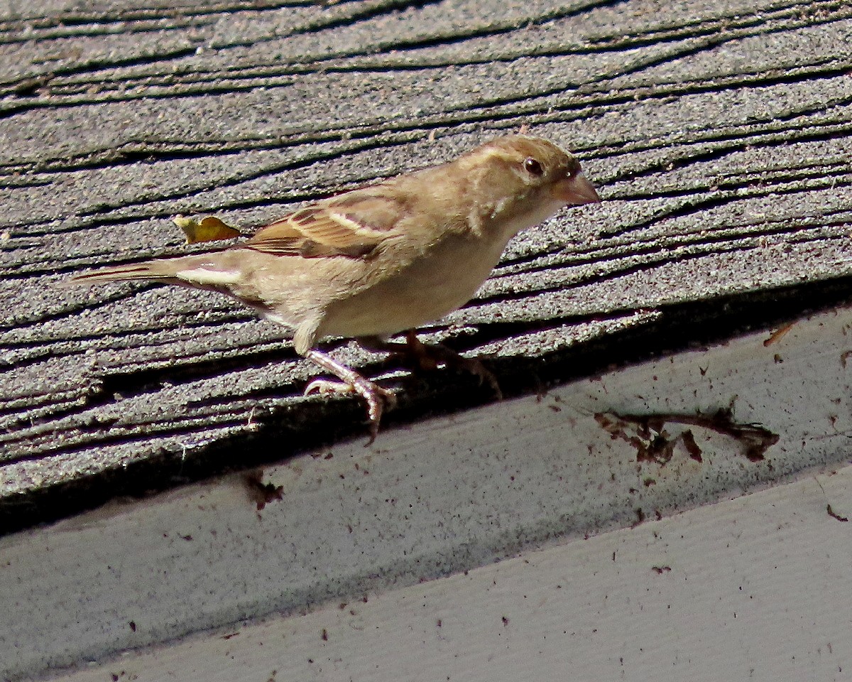 House Sparrow - ML643568111