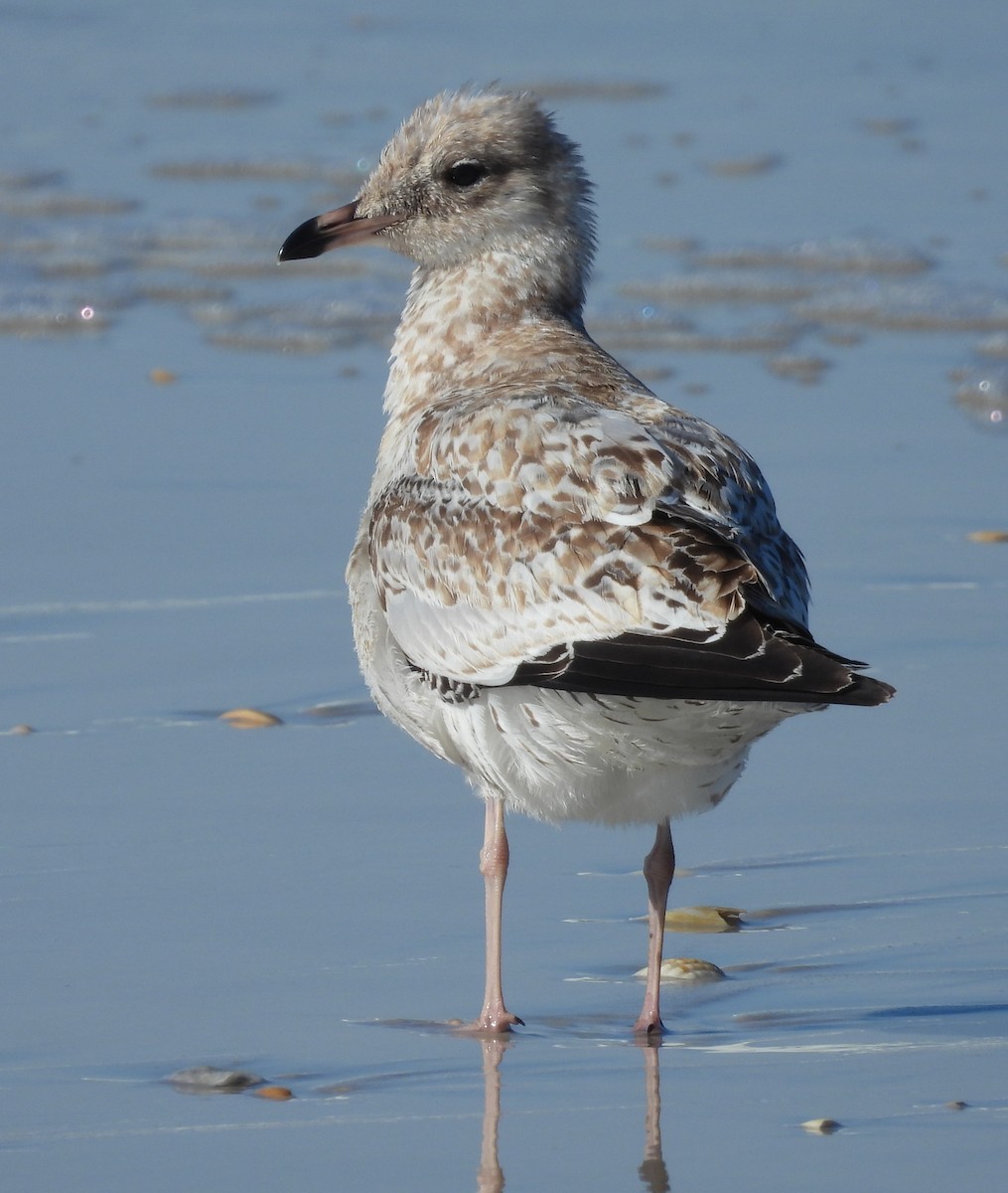 Ring-billed Gull - ML643568112