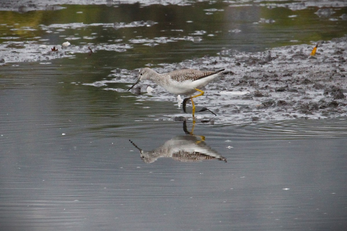 Greater Yellowlegs - ML643568127