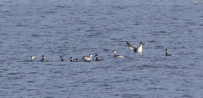 Red-necked Grebe - ML643568128