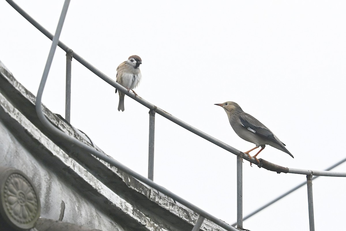 Étourneau soyeux - ML643568134