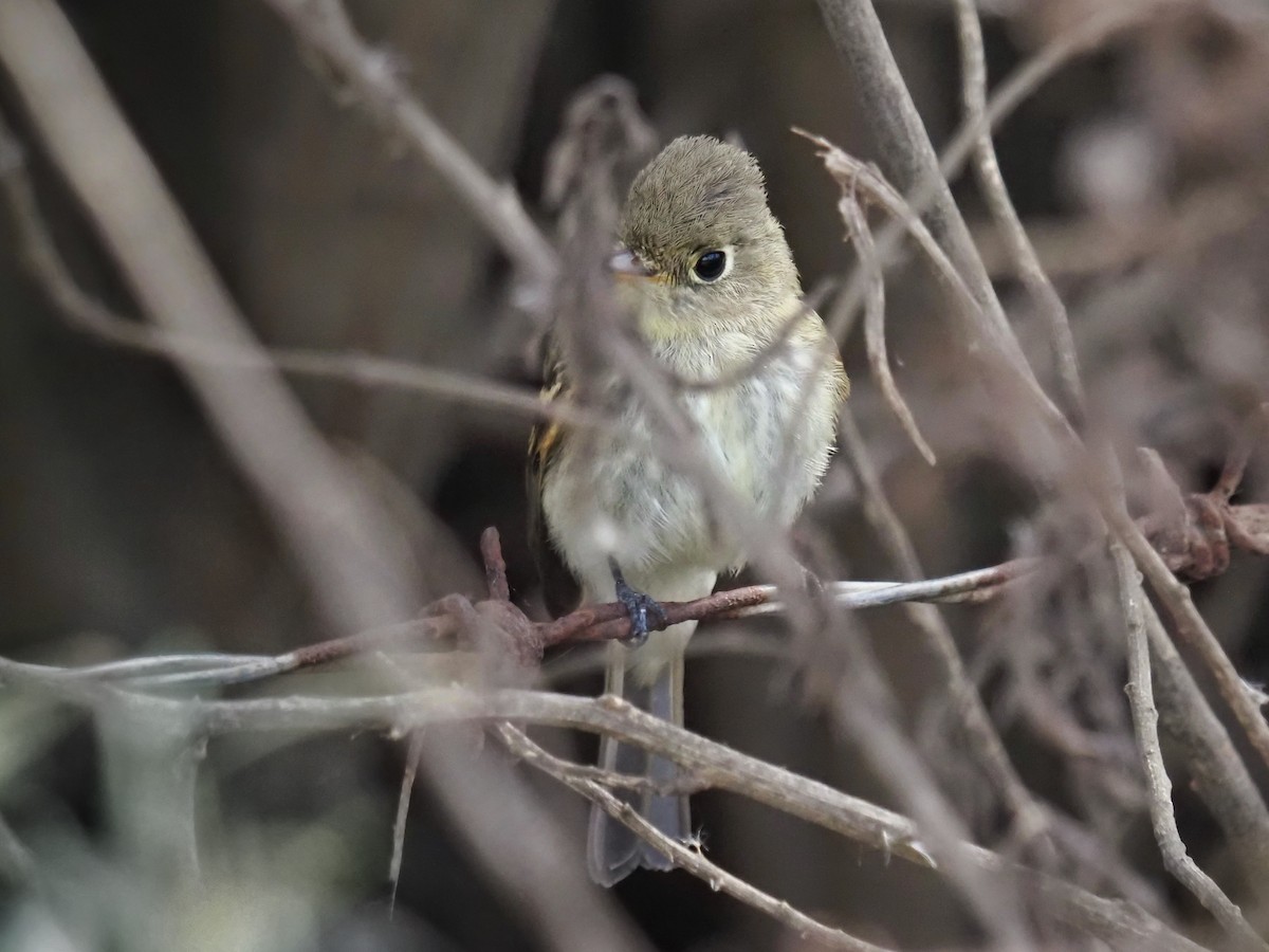 Empidonax sp. - ML643568138