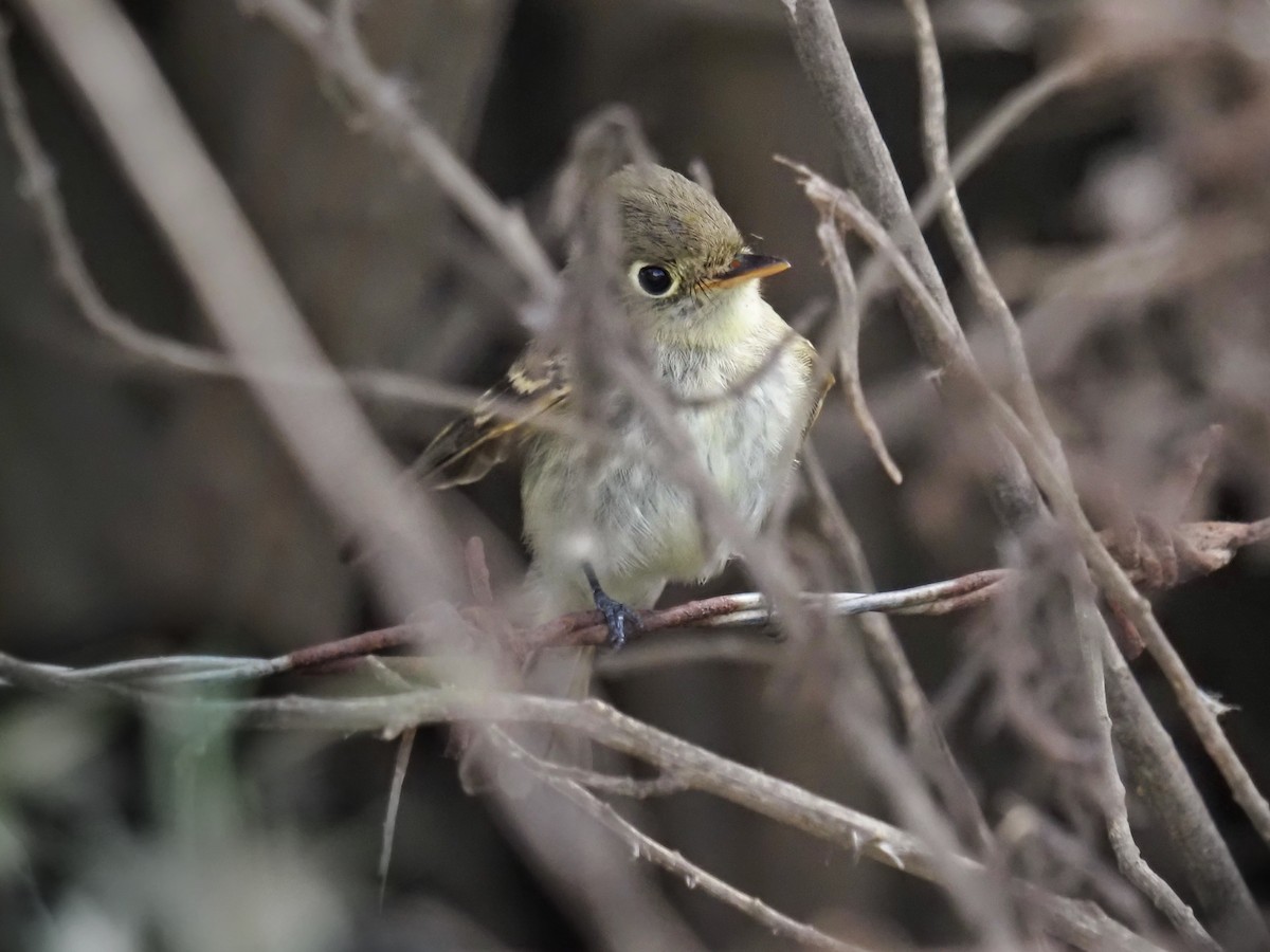 Empidonax sp. - ML643568139