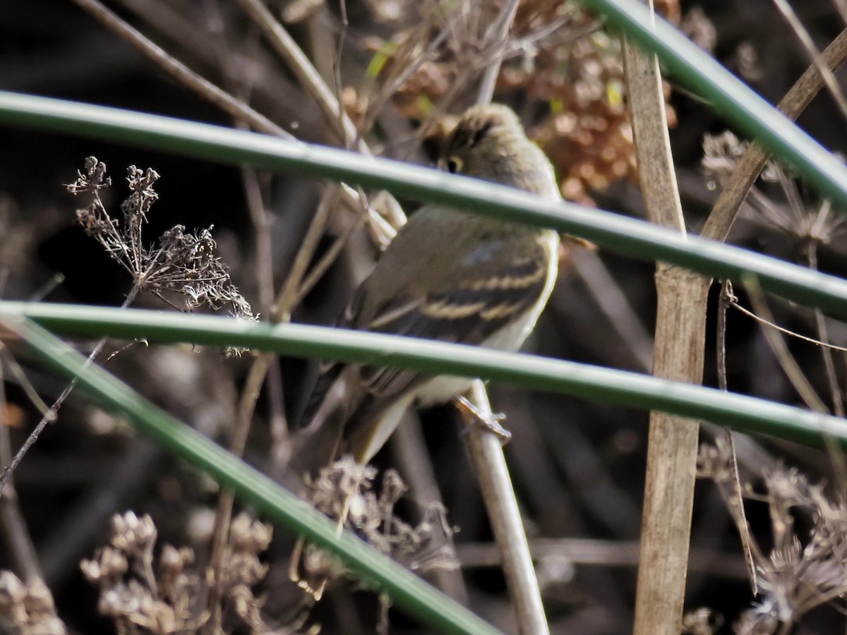 Empidonax sp. - ML643568140
