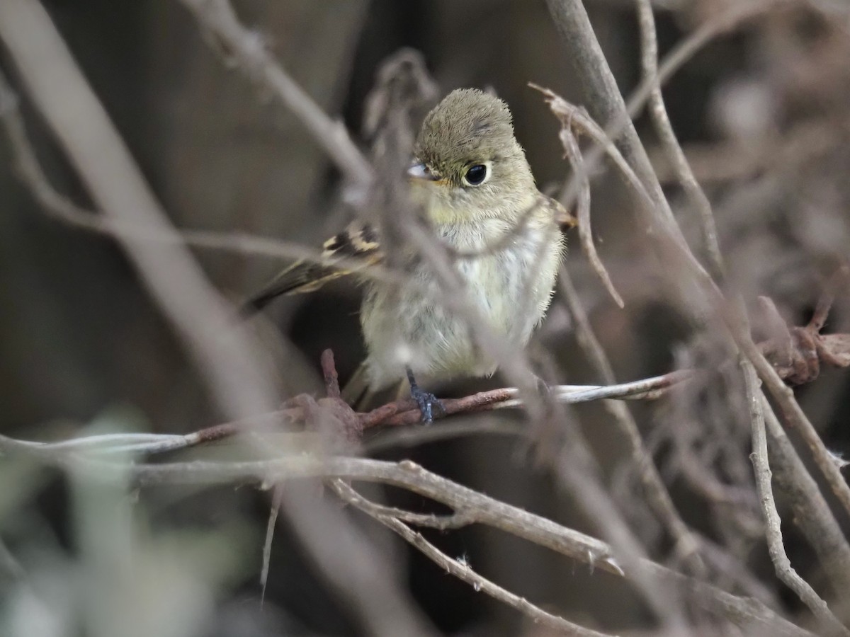 Empidonax sp. - ML643568141