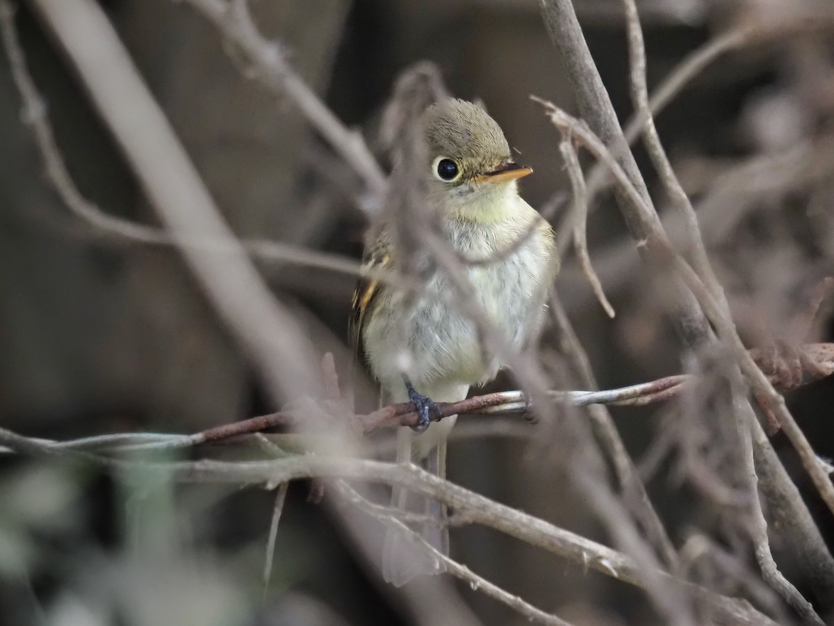 Empidonax sp. - ML643568142