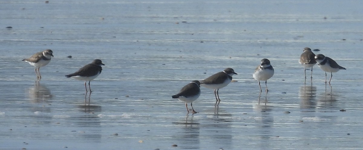 Semipalmated Plover - ML643568144
