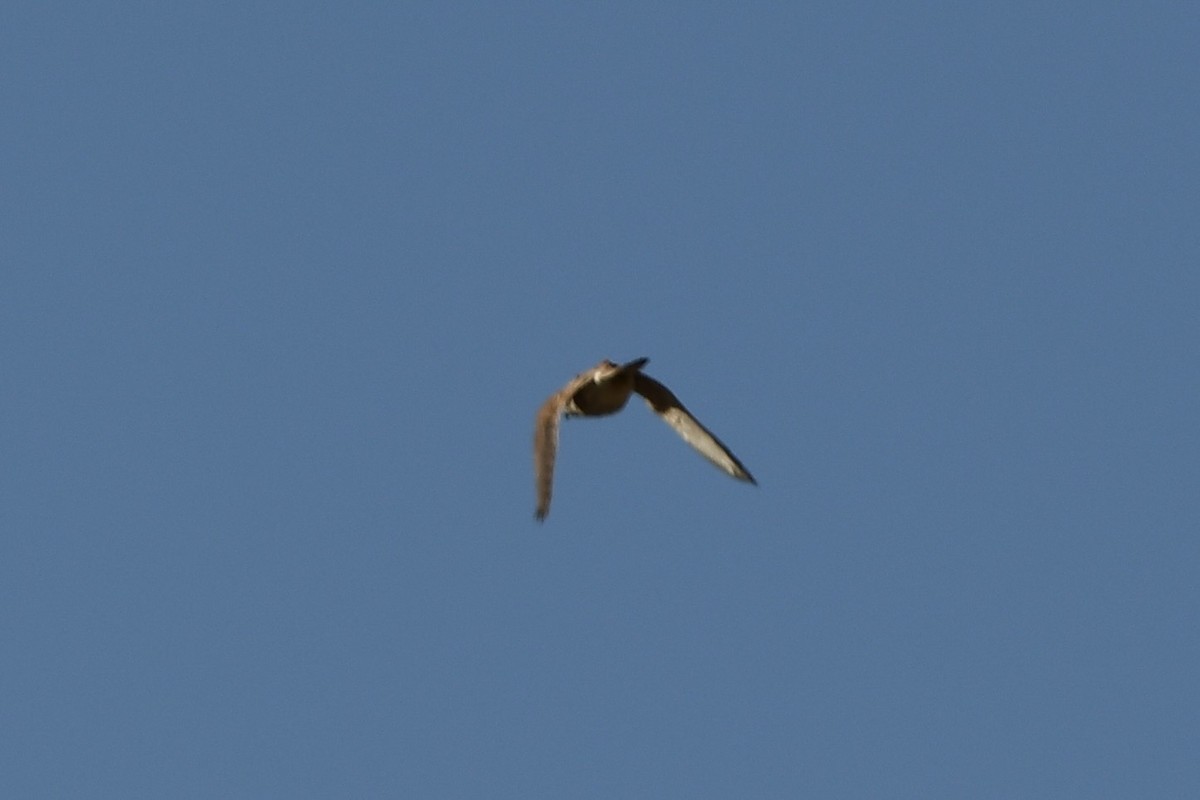 Buntfalke - ML643568145