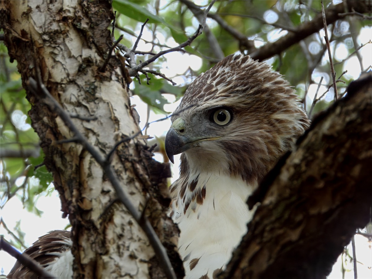 Red-tailed Hawk - ML643568155
