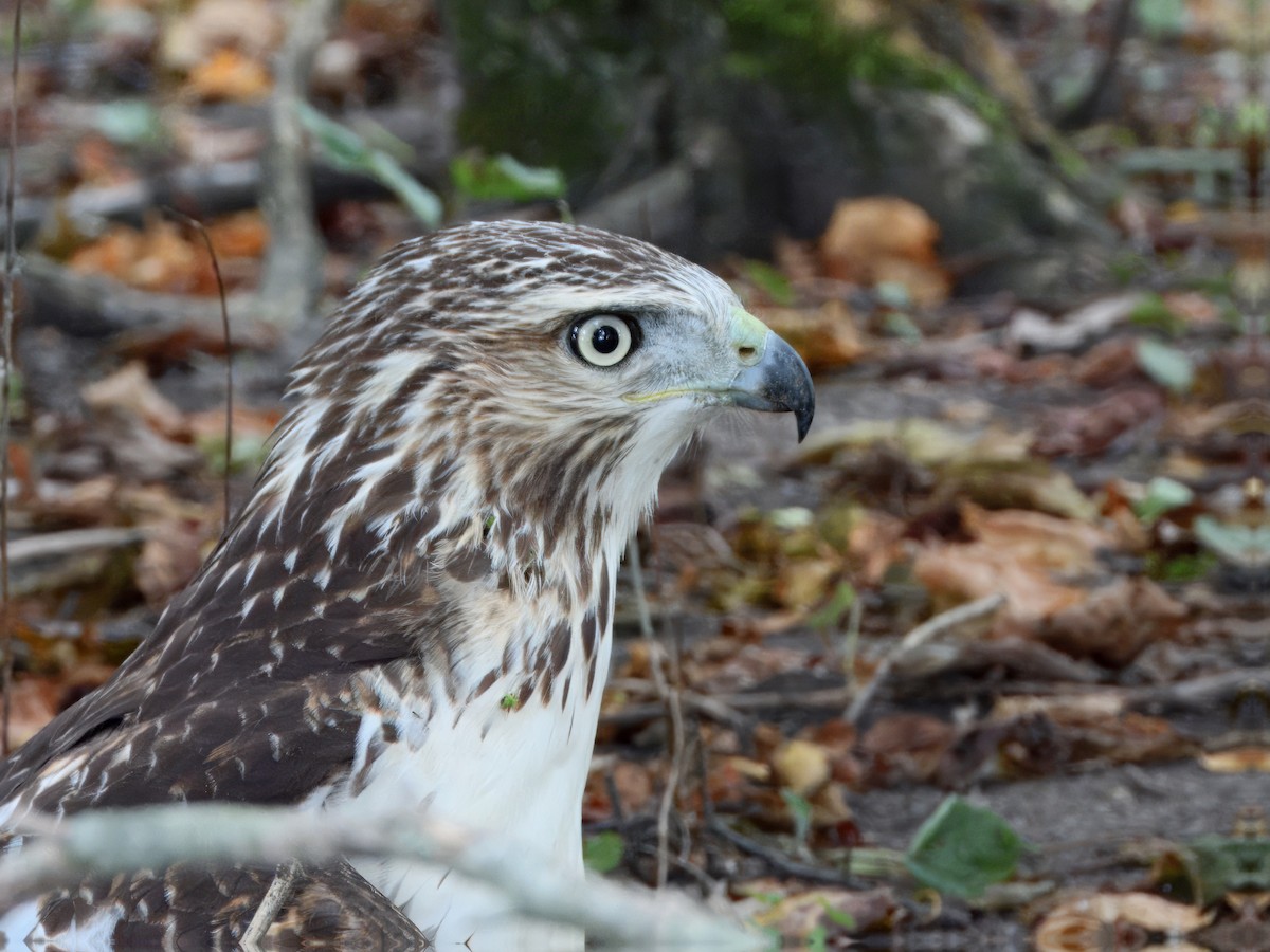 Red-tailed Hawk - ML643568156