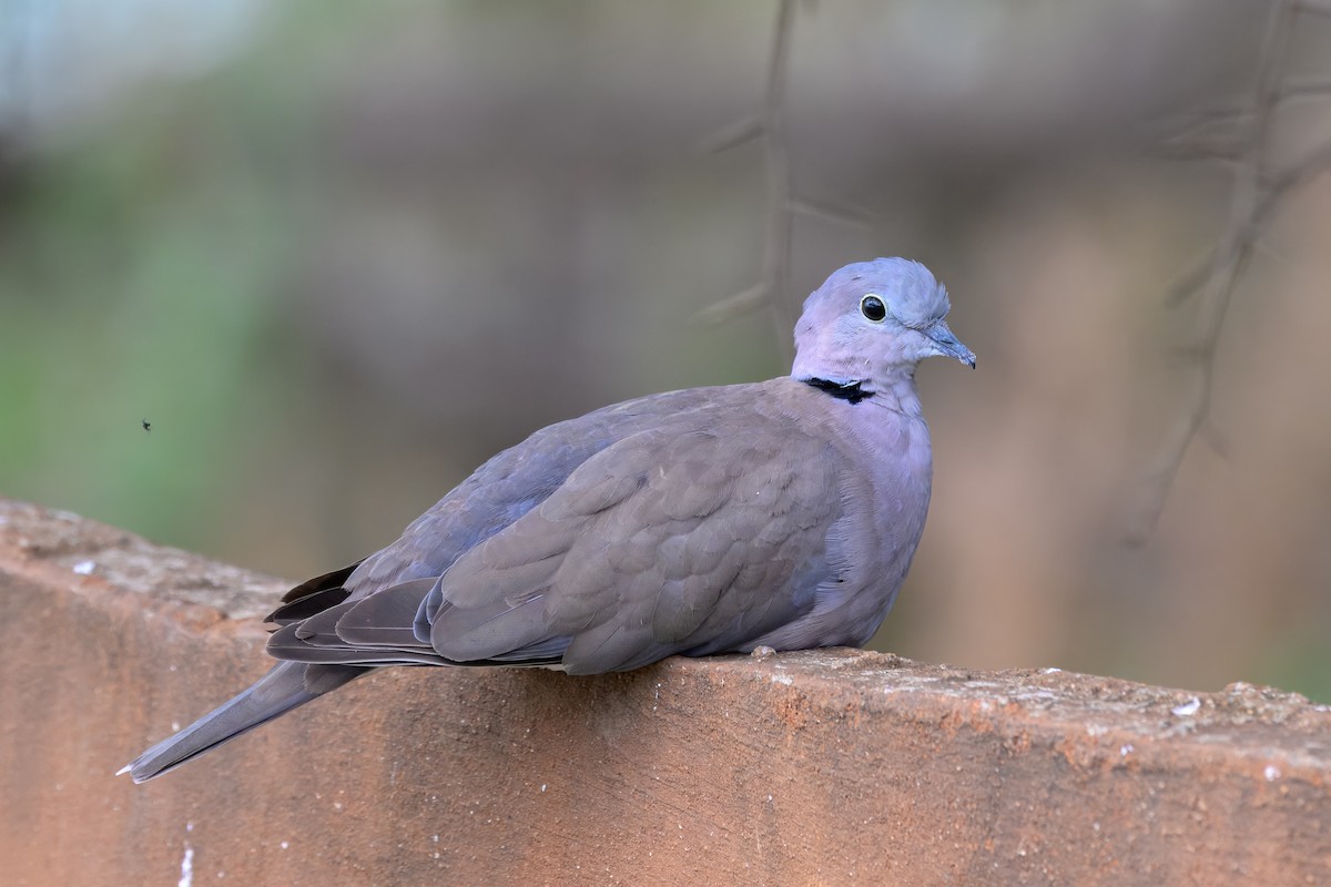 Ring-necked Dove - ML643568158