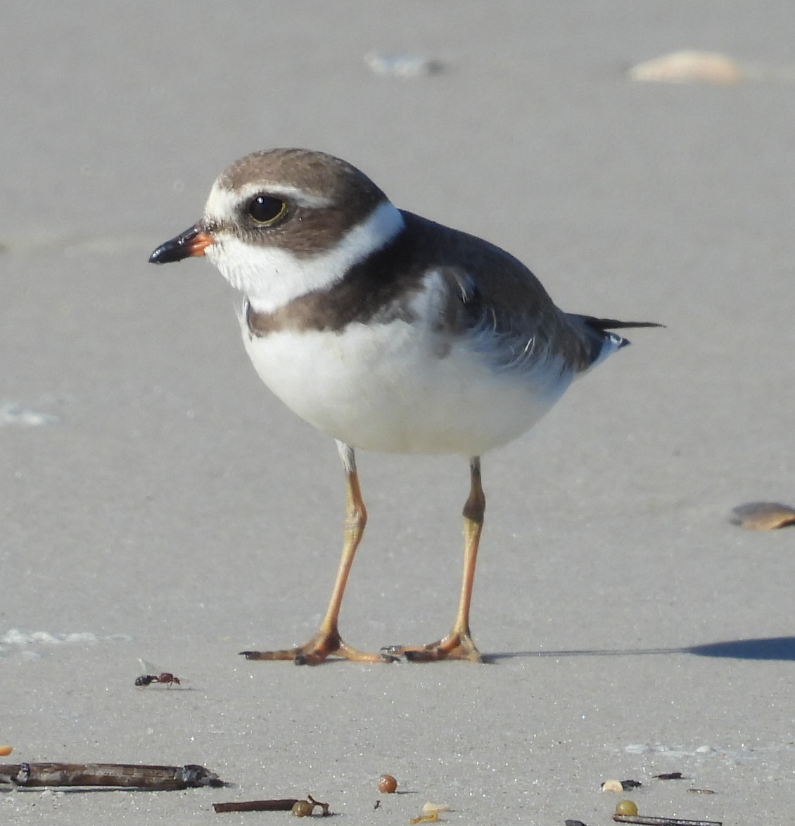 Semipalmated Plover - ML643568160
