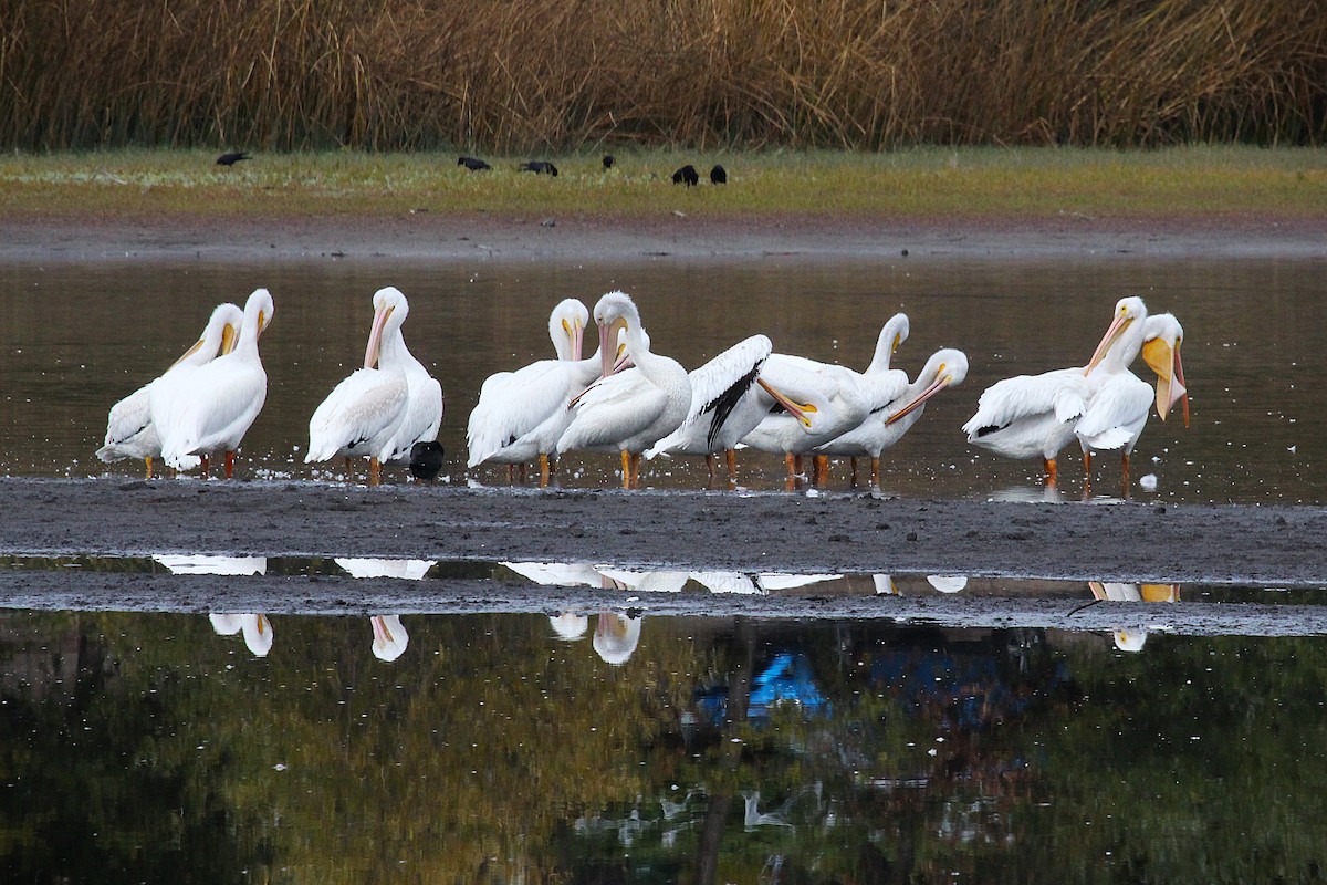 American White Pelican - ML643568162