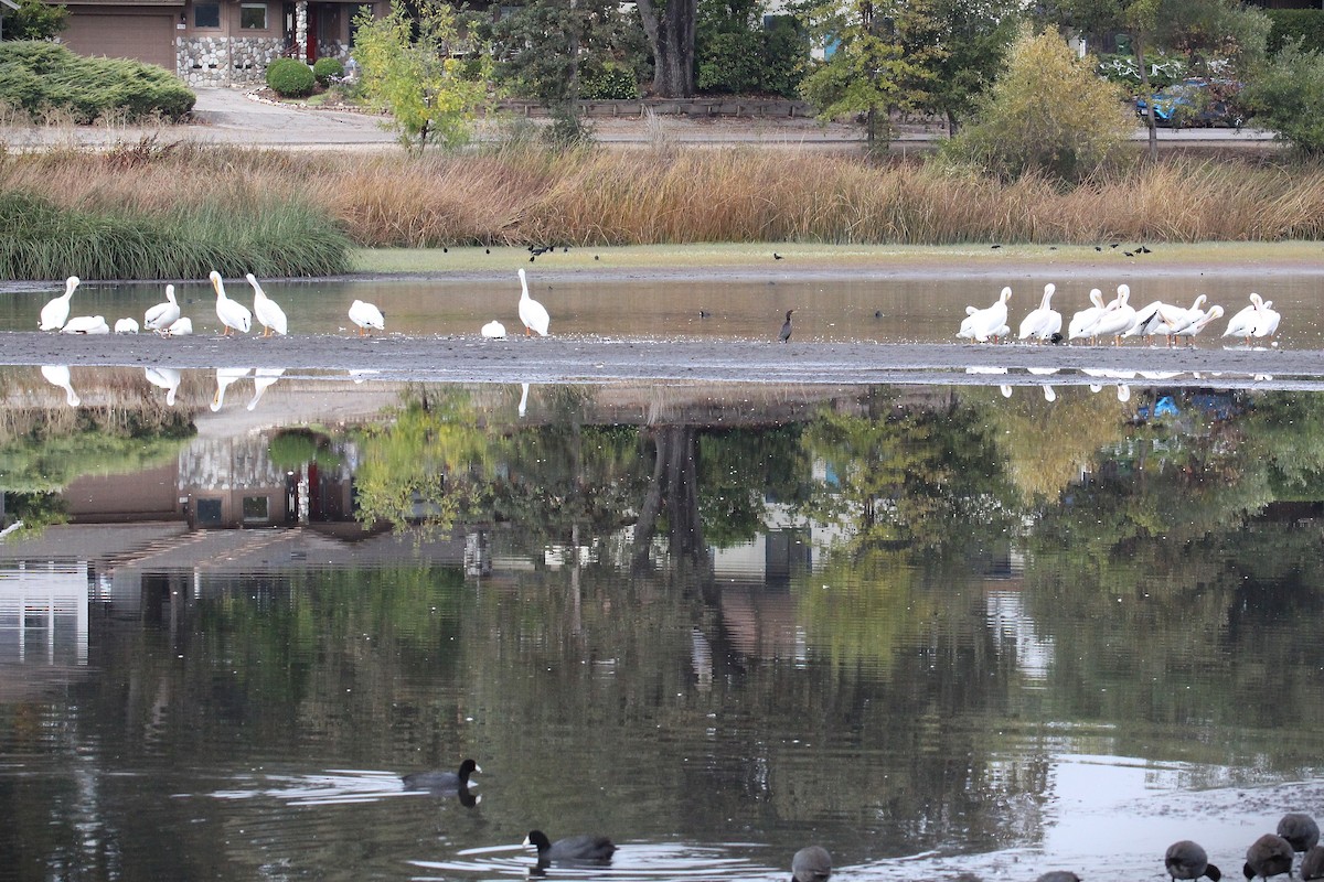 American White Pelican - ML643568163