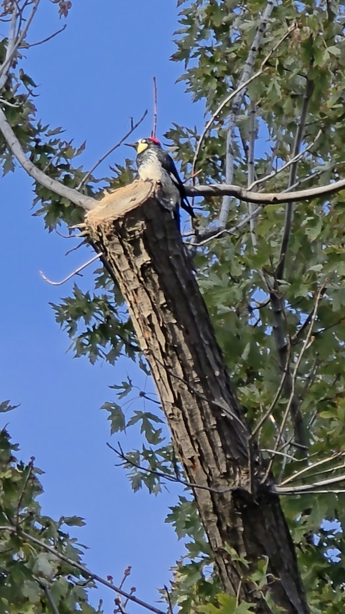 Acorn Woodpecker - ML643568172