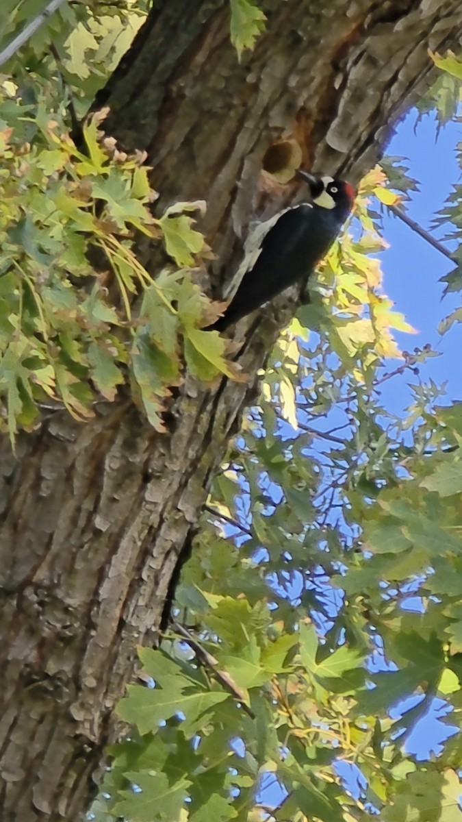 Acorn Woodpecker - ML643568173