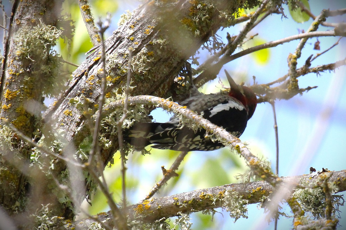 Red-breasted Sapsucker - ML643568177