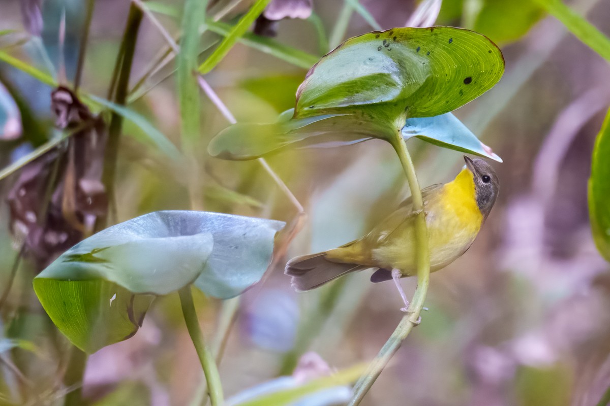 Common Yellowthroat - ML643568178
