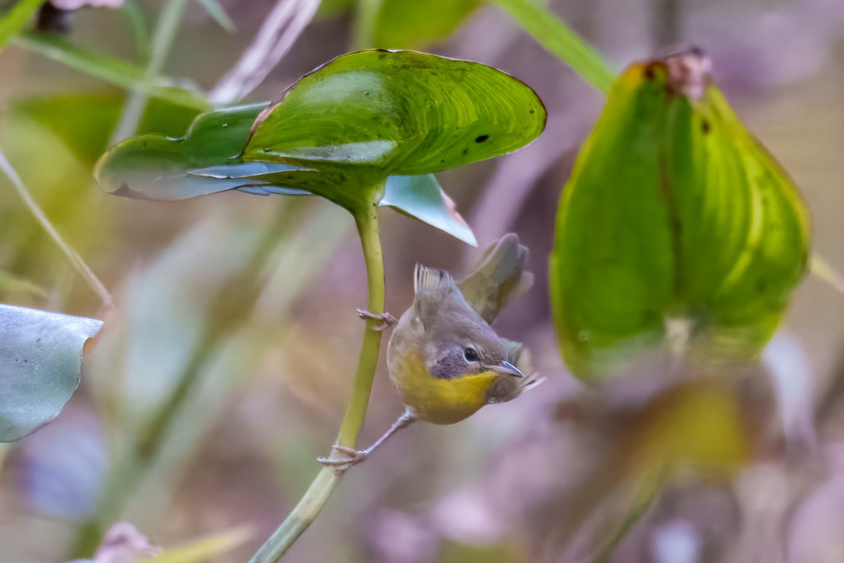 Common Yellowthroat - ML643568179