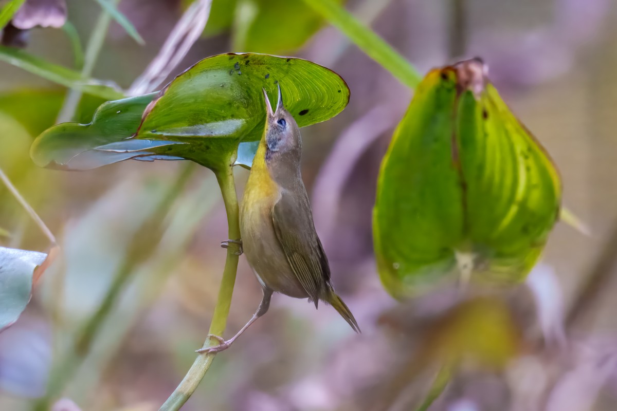 Common Yellowthroat - ML643568180