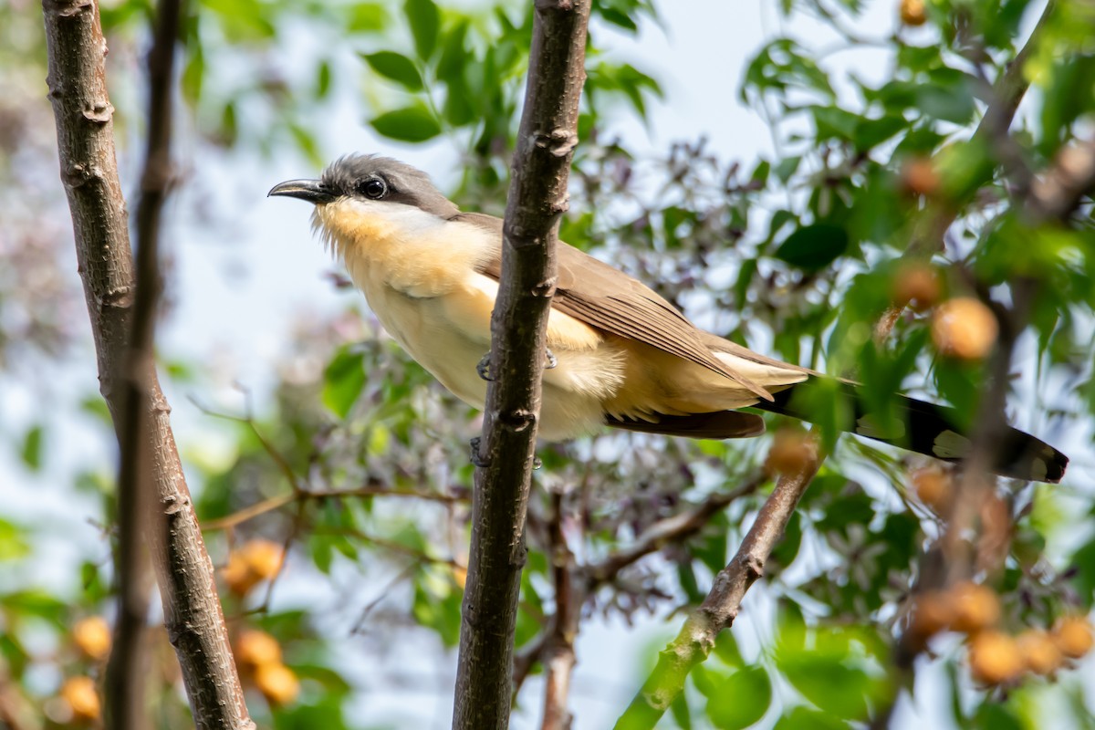 Dark-billed Cuckoo - ML643568189