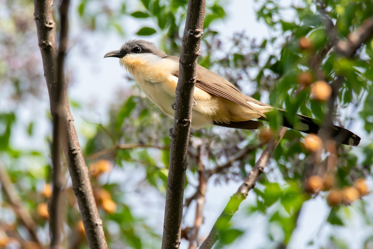 Dark-billed Cuckoo - ML643568190