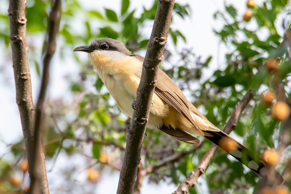Dark-billed Cuckoo - ML643568191