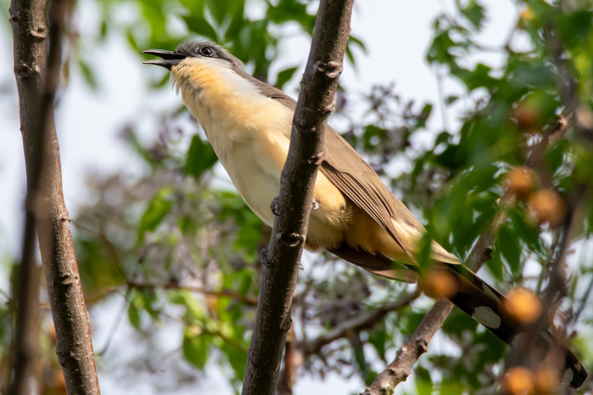 Dark-billed Cuckoo - ML643568192
