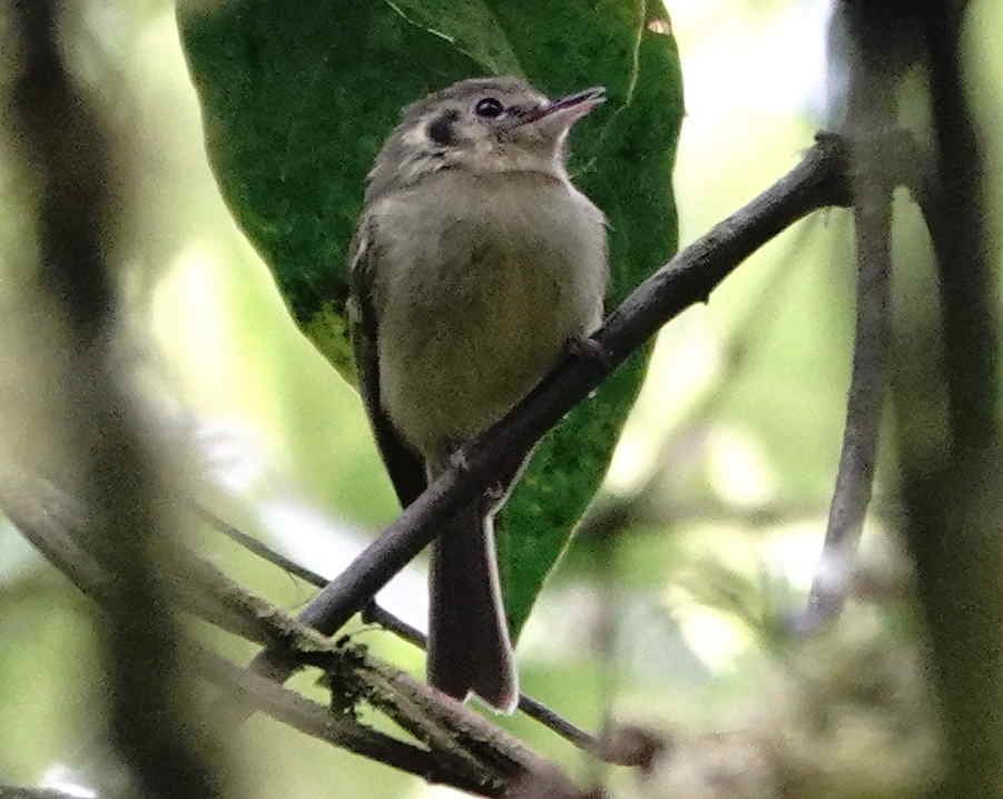 Sao Paulo Bristle-Tyrant - ML643568196