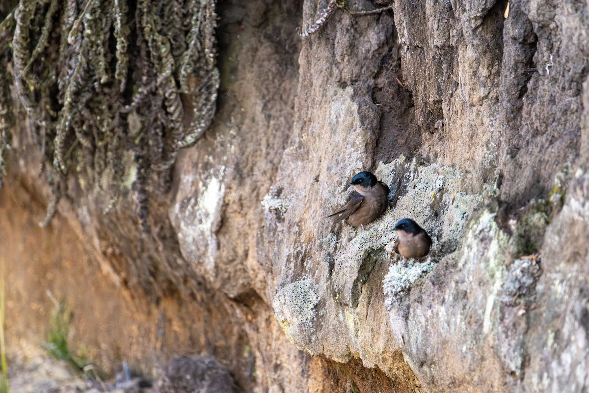 Brown-bellied Swallow - ML643568199