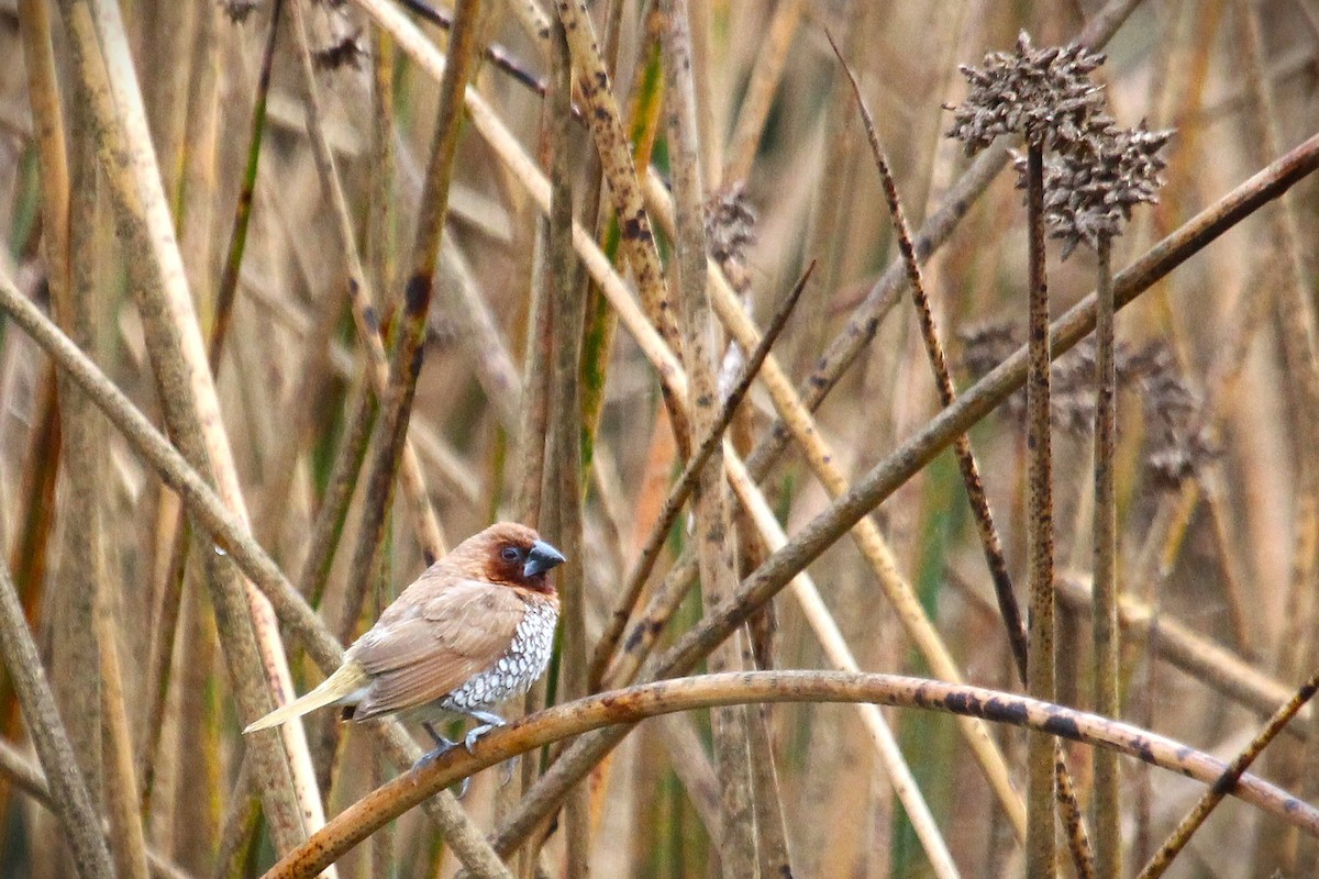 Scaly-breasted Munia - ML643568202