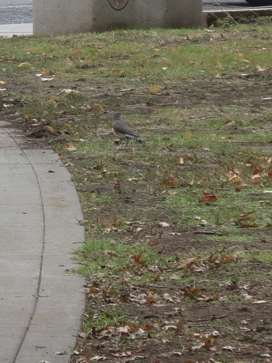 Northern Flicker - ML643568209