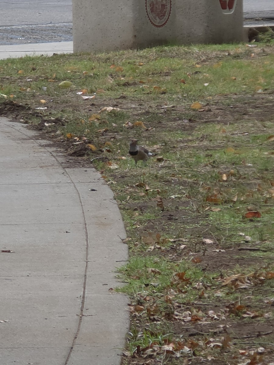 Northern Flicker - ML643568210