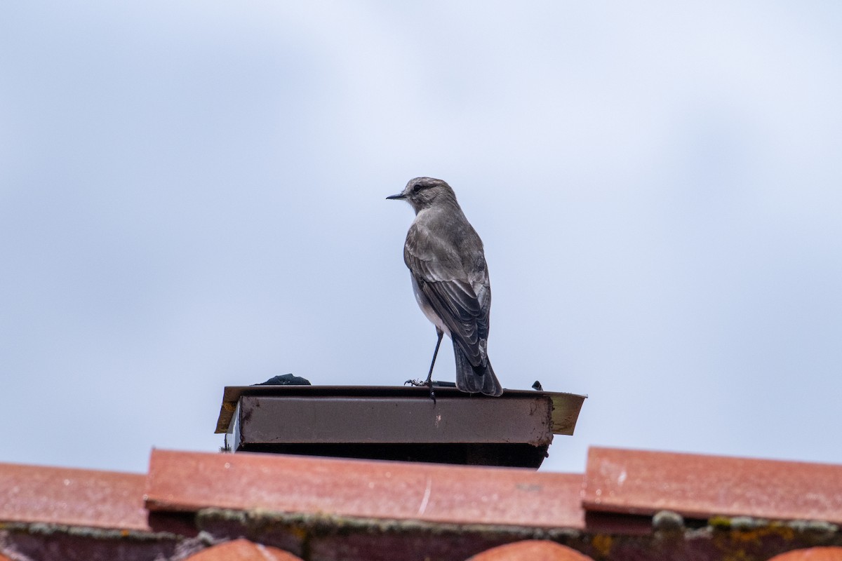 Dormilon à grands sourcils - ML643568214