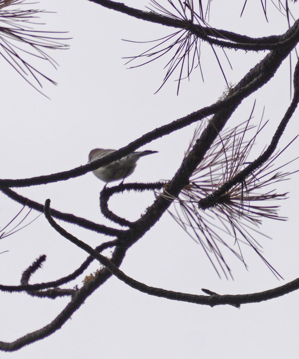 Yellow-rumped Warbler - ML643568223