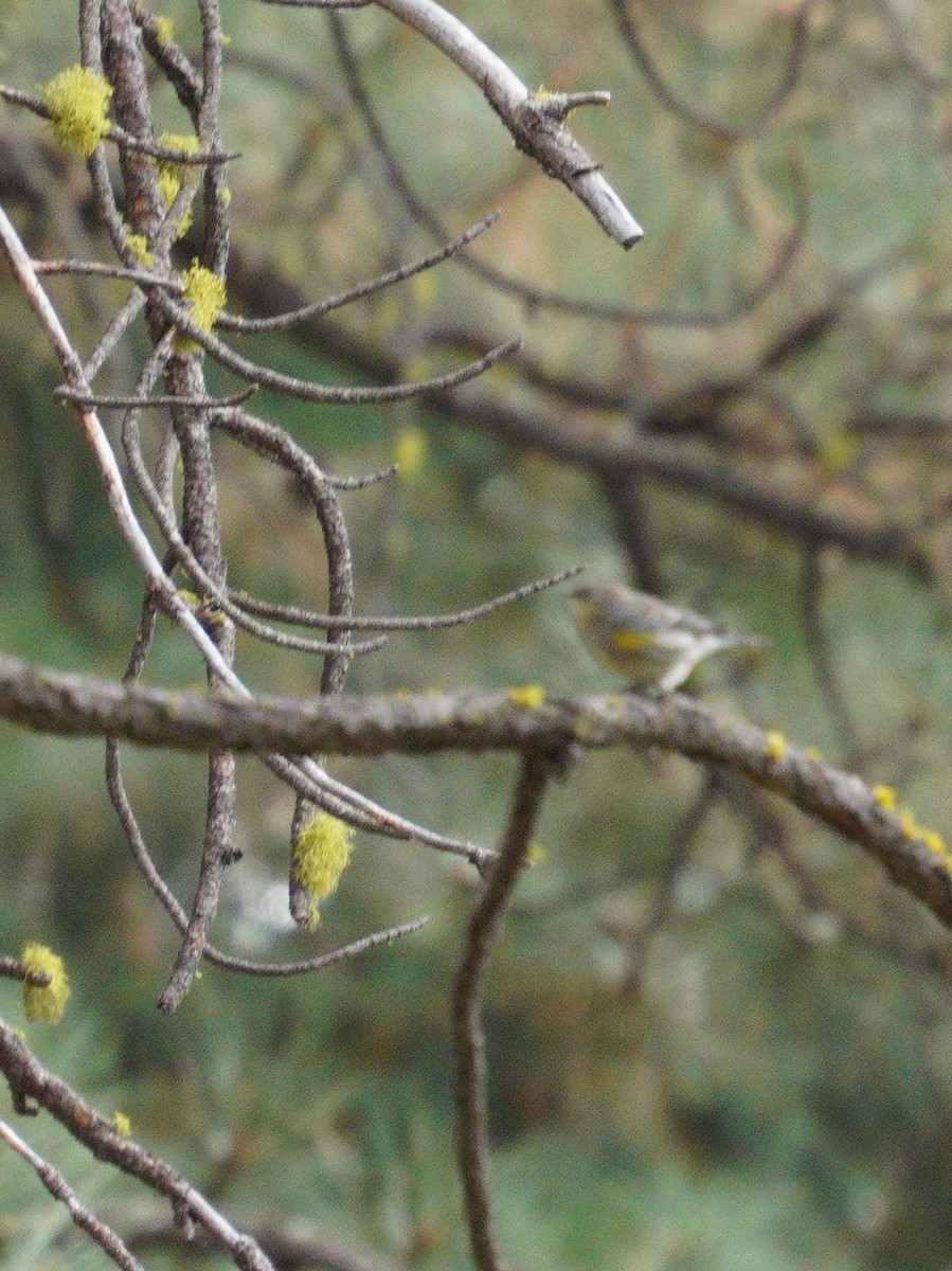 Yellow-rumped Warbler - ML643568224