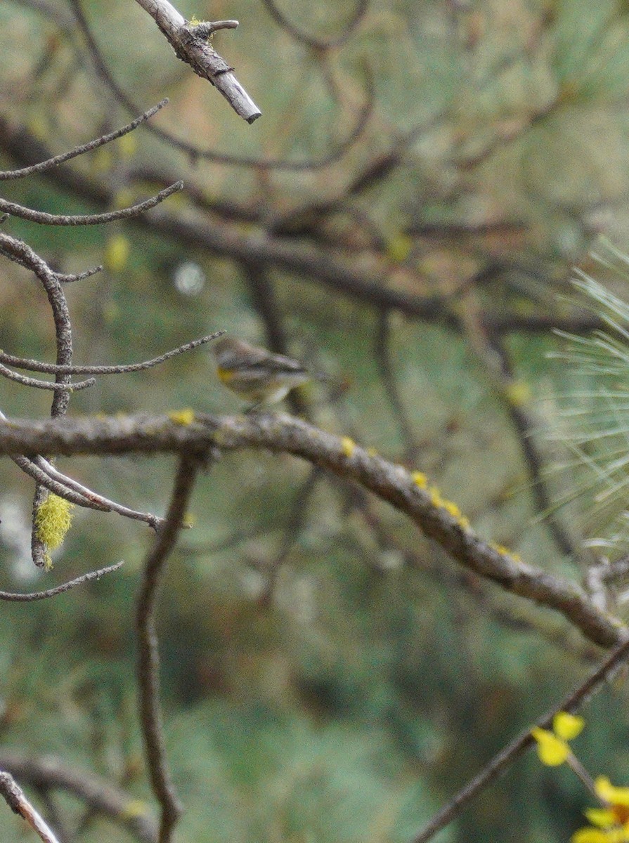 Yellow-rumped Warbler - ML643568225