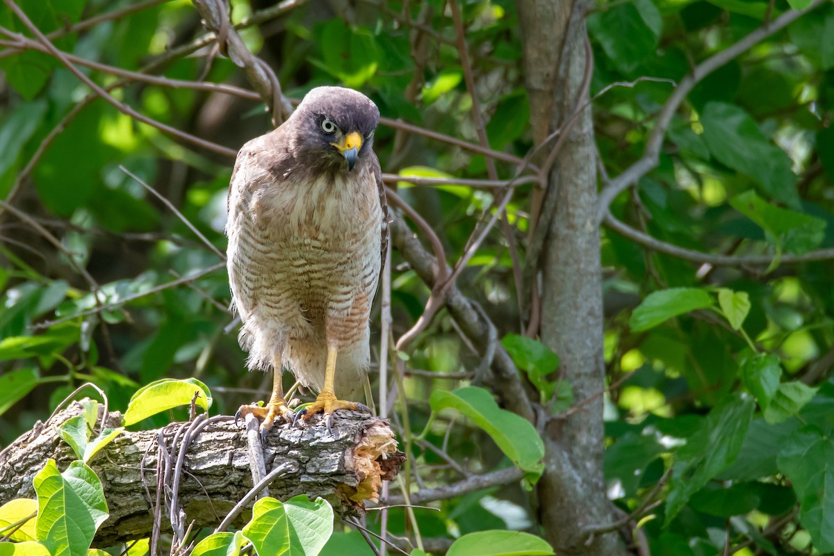 Roadside Hawk - ML643568226
