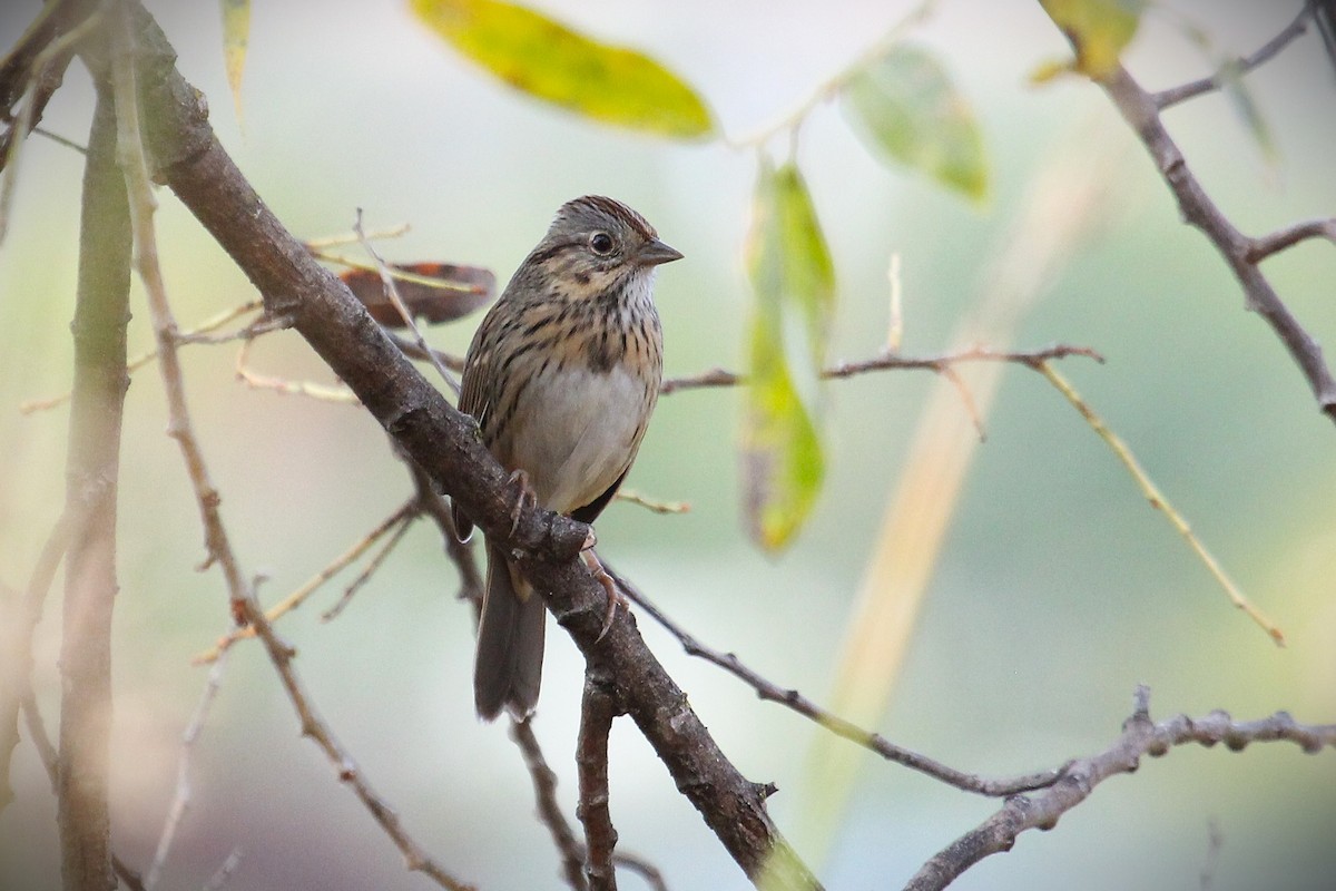 Lincoln's Sparrow - ML643568234