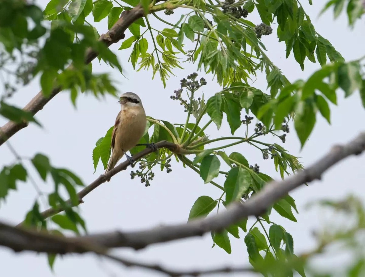 Китайский ремез - ML643568235