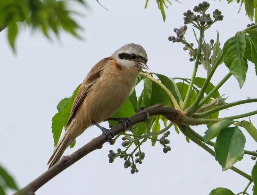 Китайский ремез - ML643568236