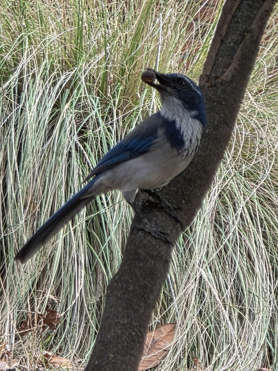 California Scrub-Jay - ML643568258