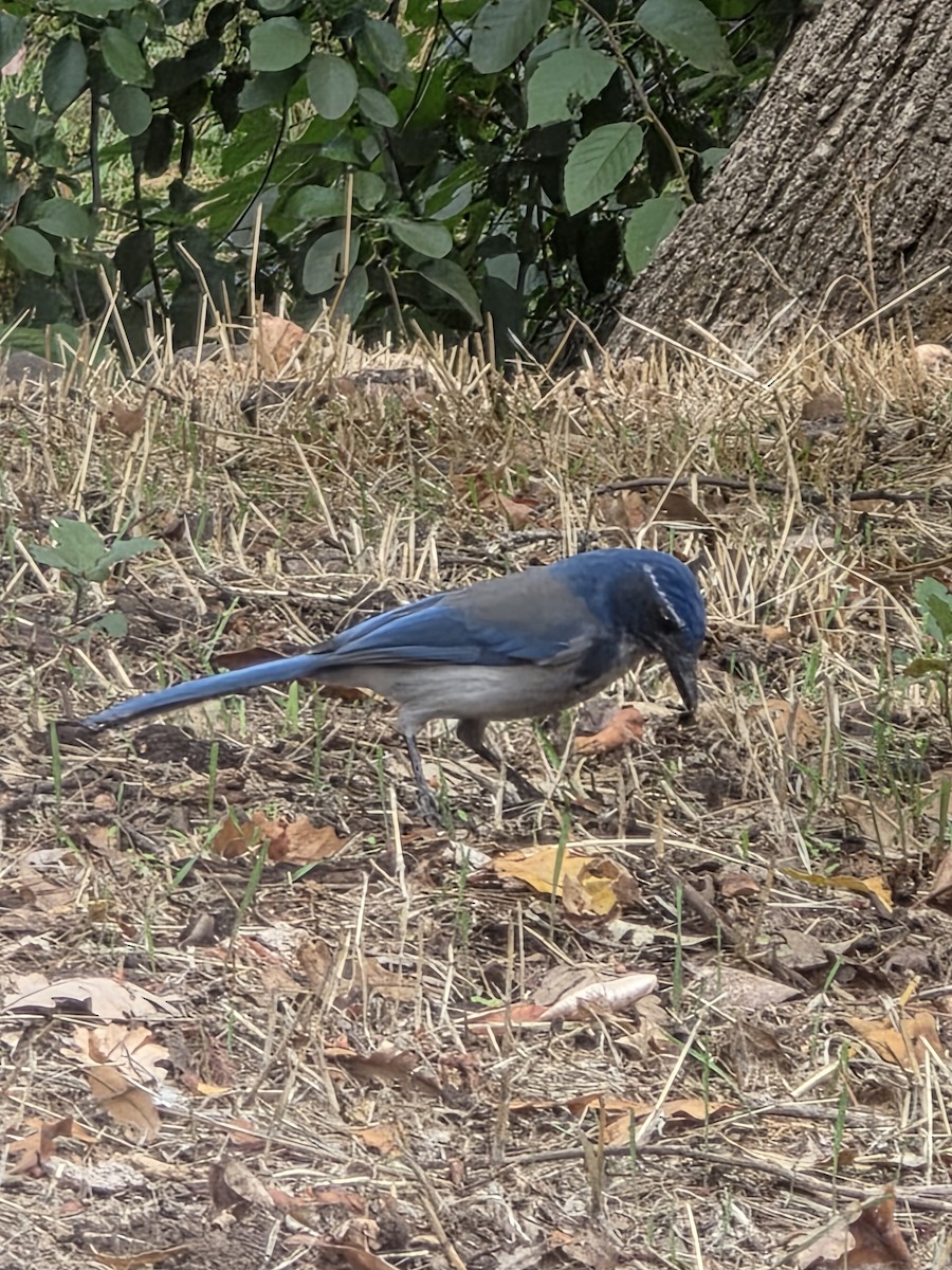 California Scrub-Jay - ML643568259