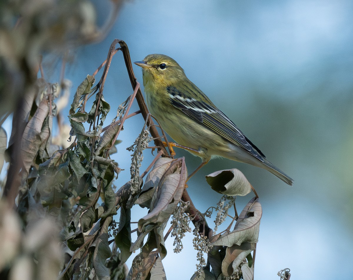 Blackpoll Warbler - ML643568270