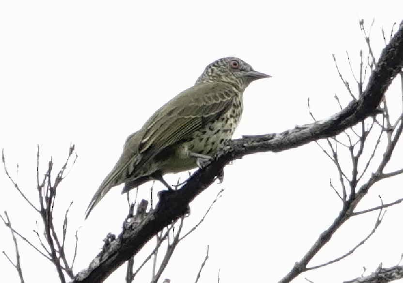Sharpbill - ML643568276